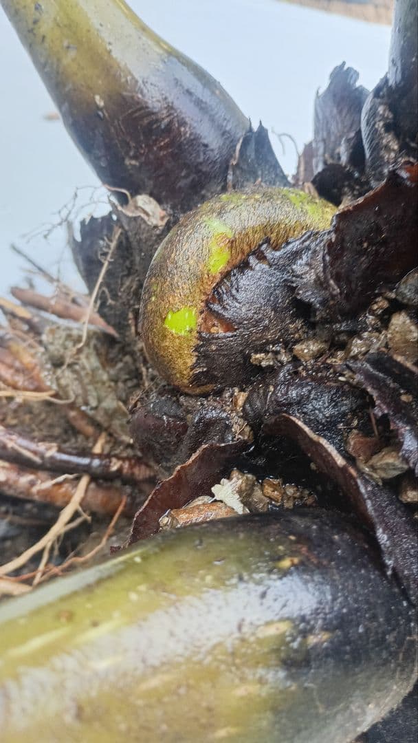 亜熱帯のシダ　リュウビンタイ　奄美大島産　巨大株