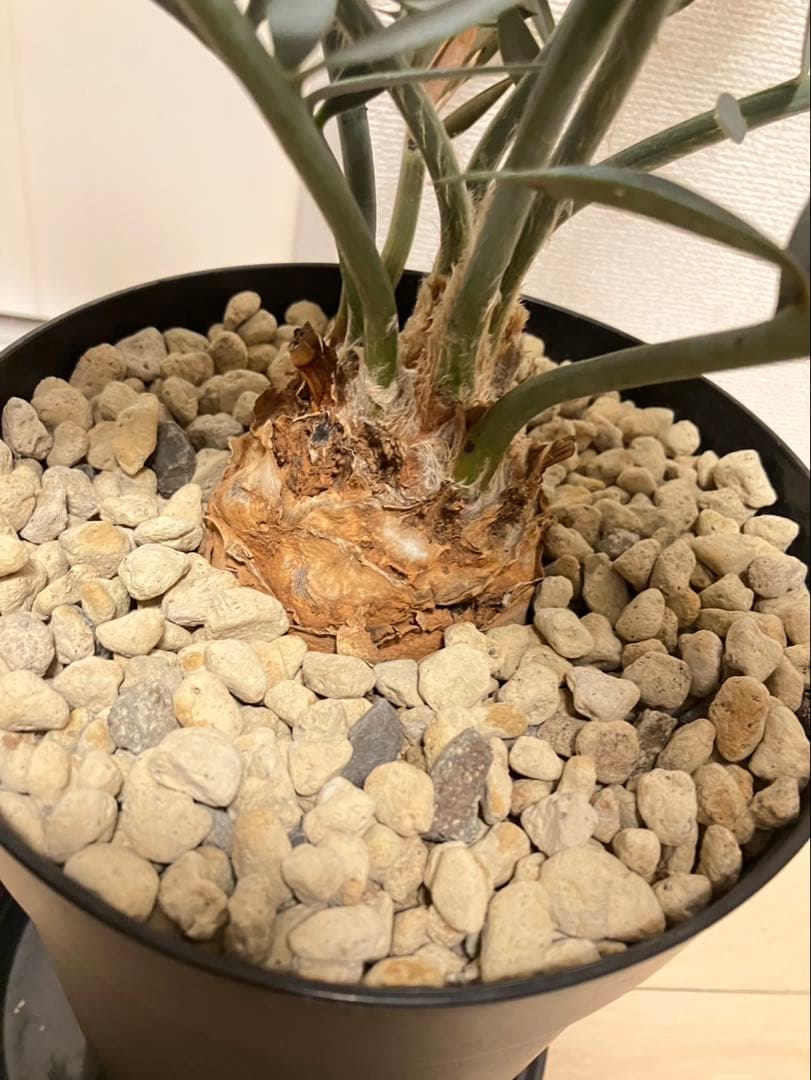 南アフリカ産Encephalartos エンセファラルトス　ホリダス　発根済み