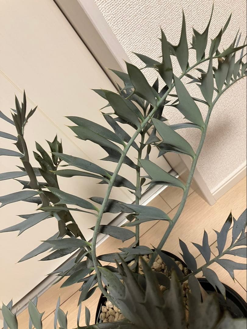 南アフリカ産Encephalartos エンセファラルトス　ホリダス　発根済み