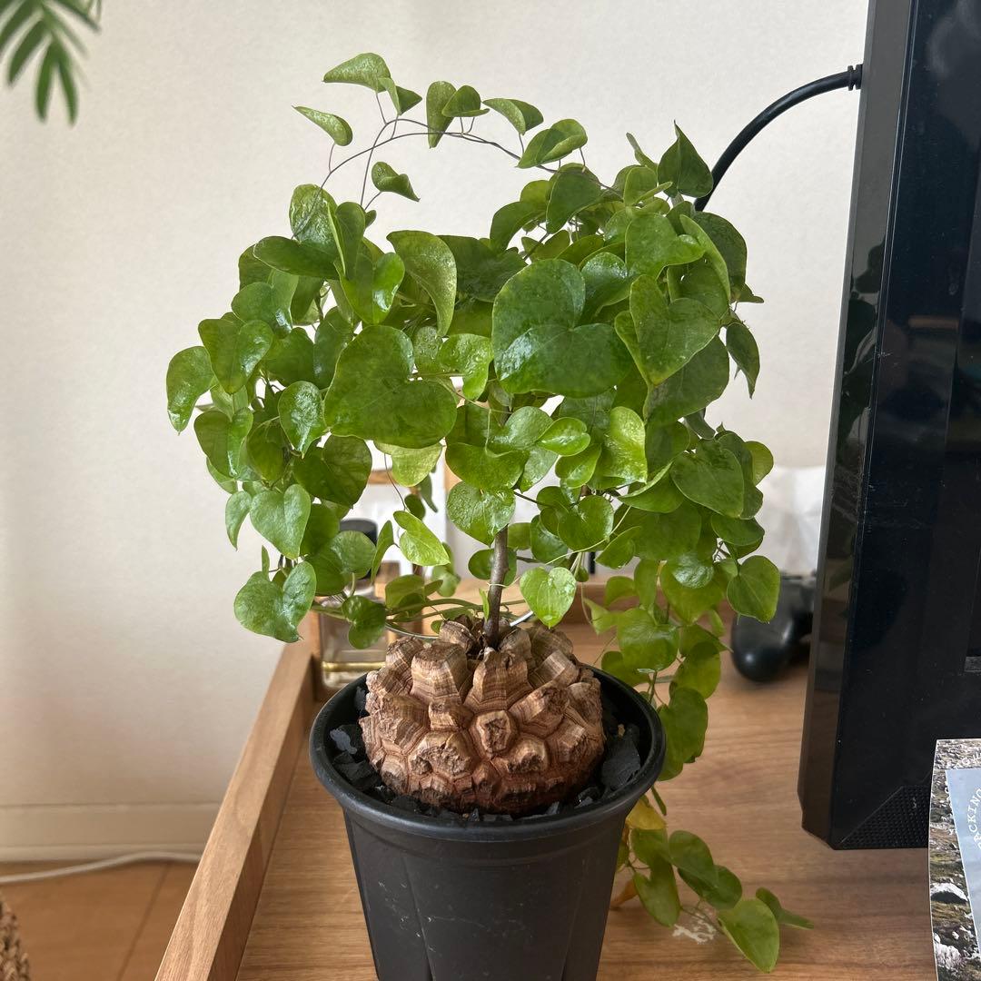 亀甲竜　長谷川園芸