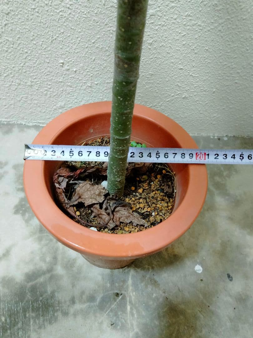 イランイラン　苗木　苗　7号ポット　観葉植物　レアプラント　香水の原料