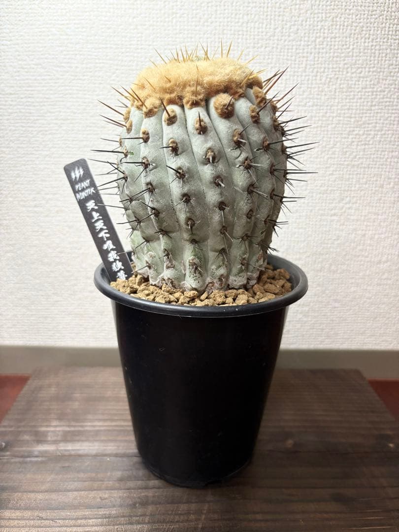 孤竜丸　コピアポア　コルムナアルバ　自根　鉢付き