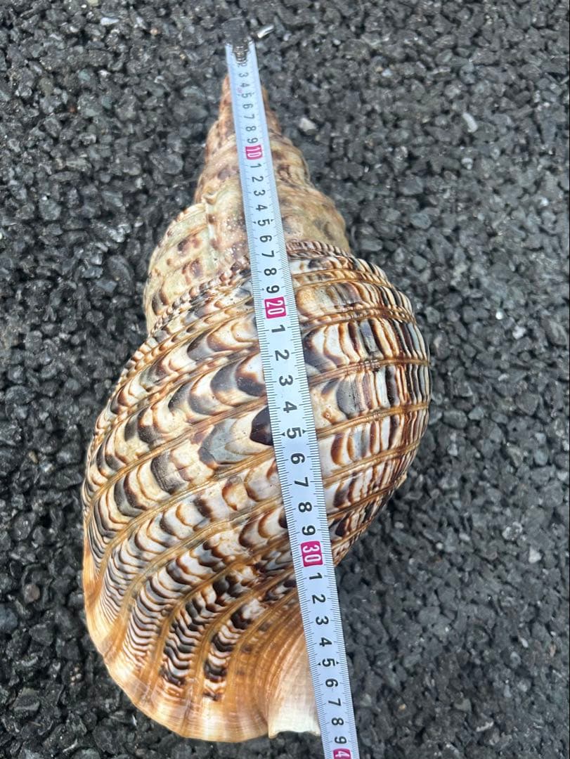 法螺貝　38cm (直線35.8cm) 1305g