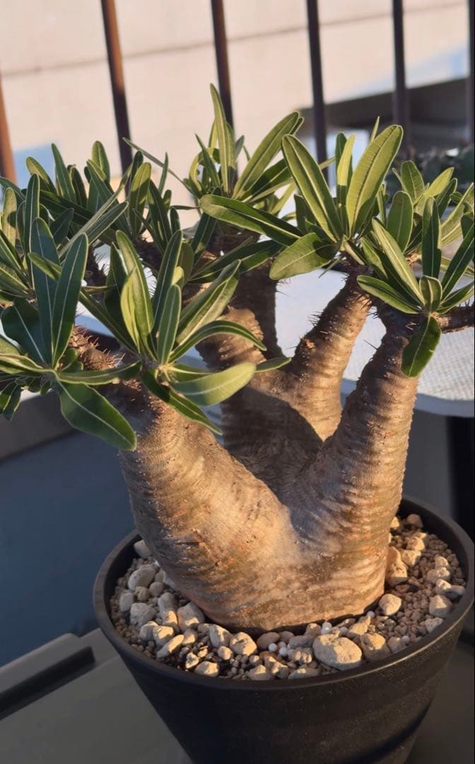 グラキリス　現地球発根株　中型 鉢ごと発送