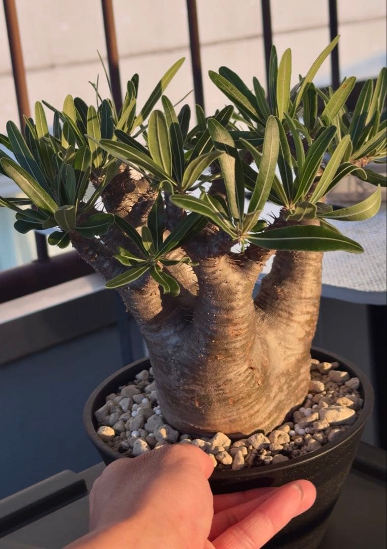 グラキリス　現地球発根株　中型 鉢ごと発送