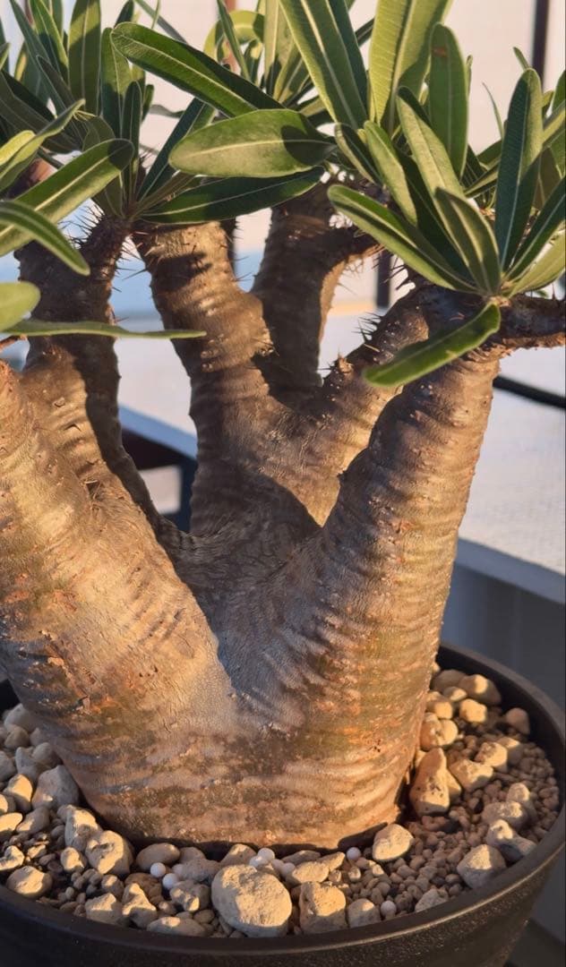 グラキリス　現地球発根株　中型 鉢ごと発送