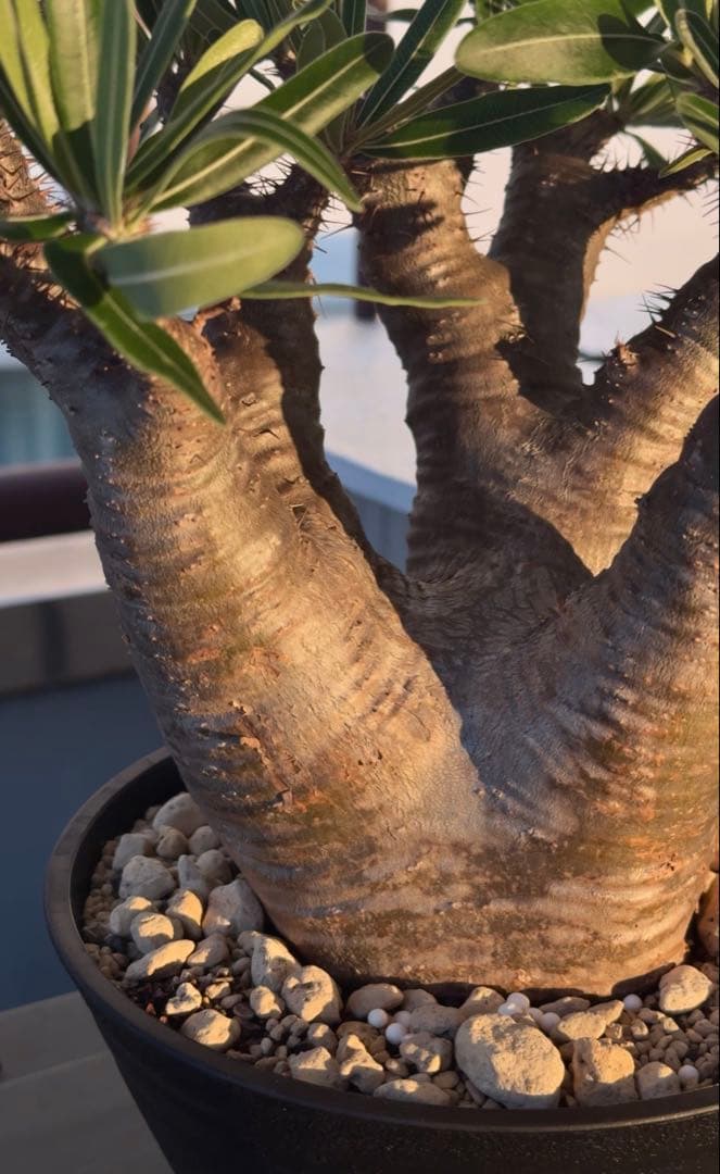 グラキリス　現地球発根株　中型 鉢ごと発送