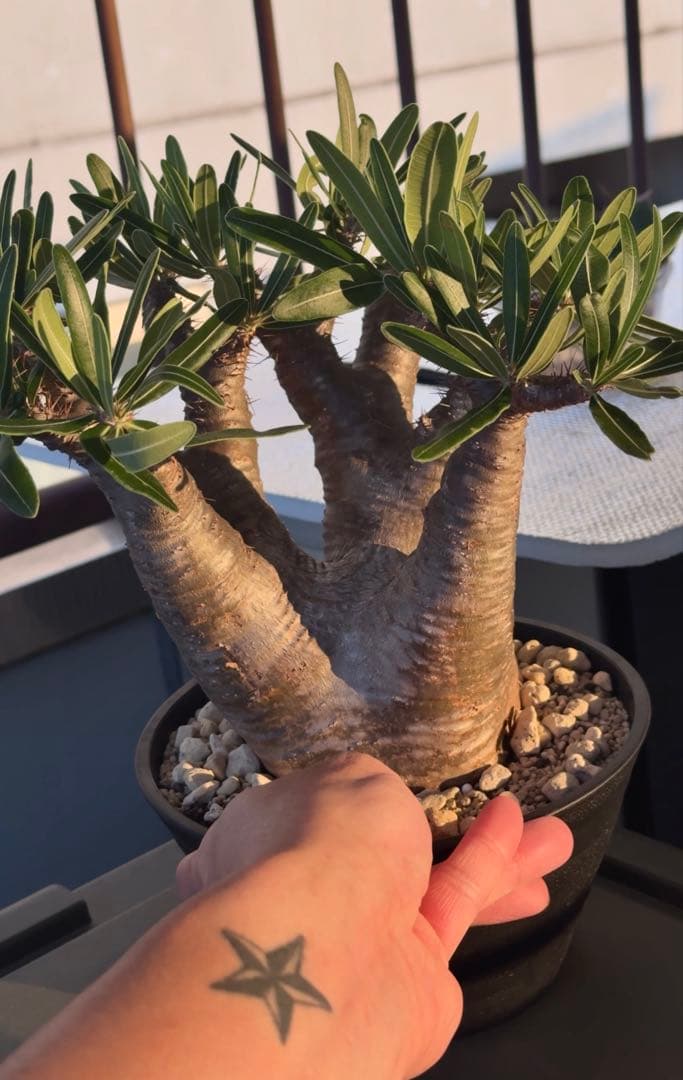 グラキリス　現地球発根株　中型 鉢ごと発送