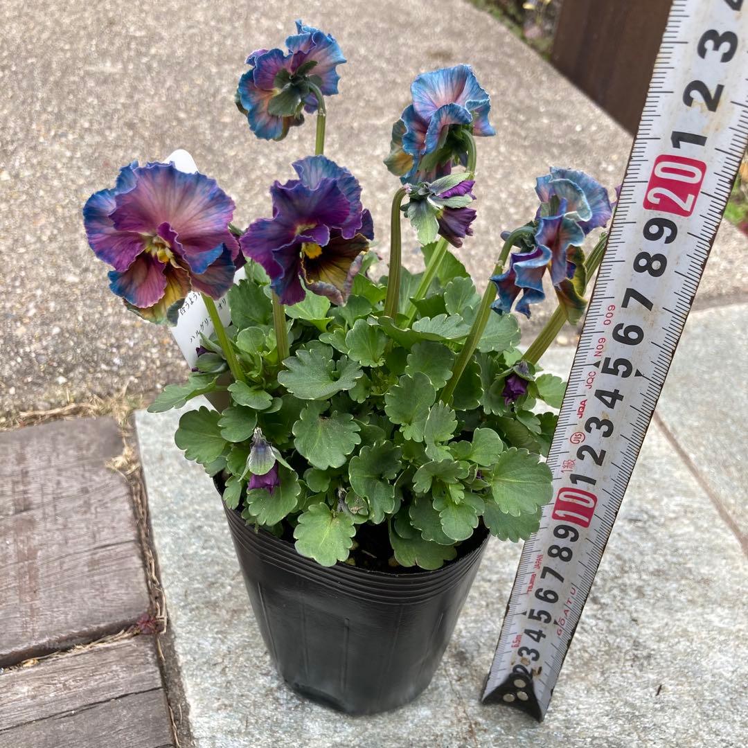 わ*び様 プティフール　ビオラ　宇宙なペルル　花苗　希少