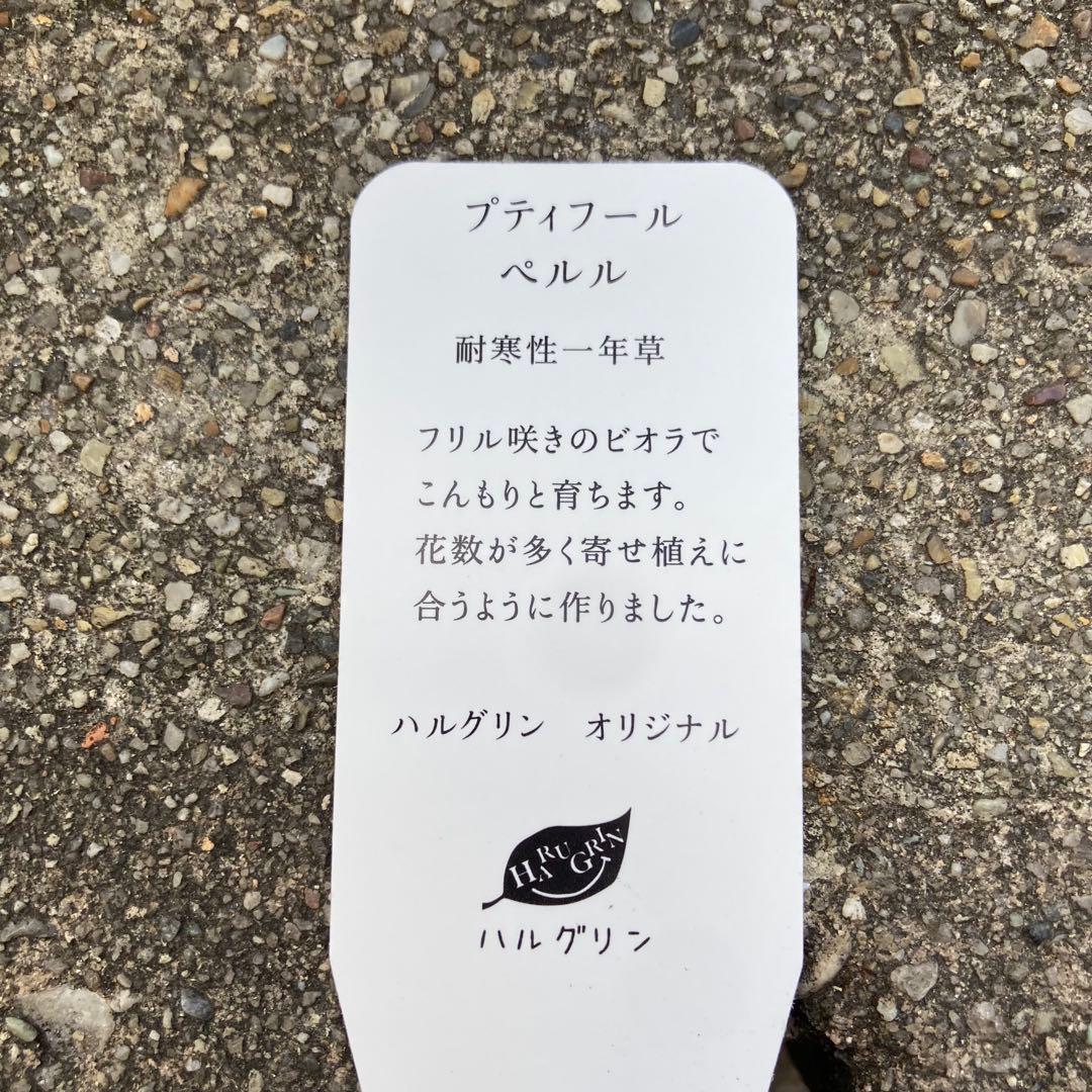 わ*び様 プティフール　ビオラ　宇宙なペルル　花苗　希少
