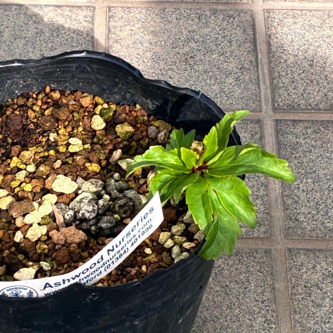 オ*ン様 ☘️超レア☘️❤️根充実❤️しっかり新芽❤️846Ash【ASHWOO