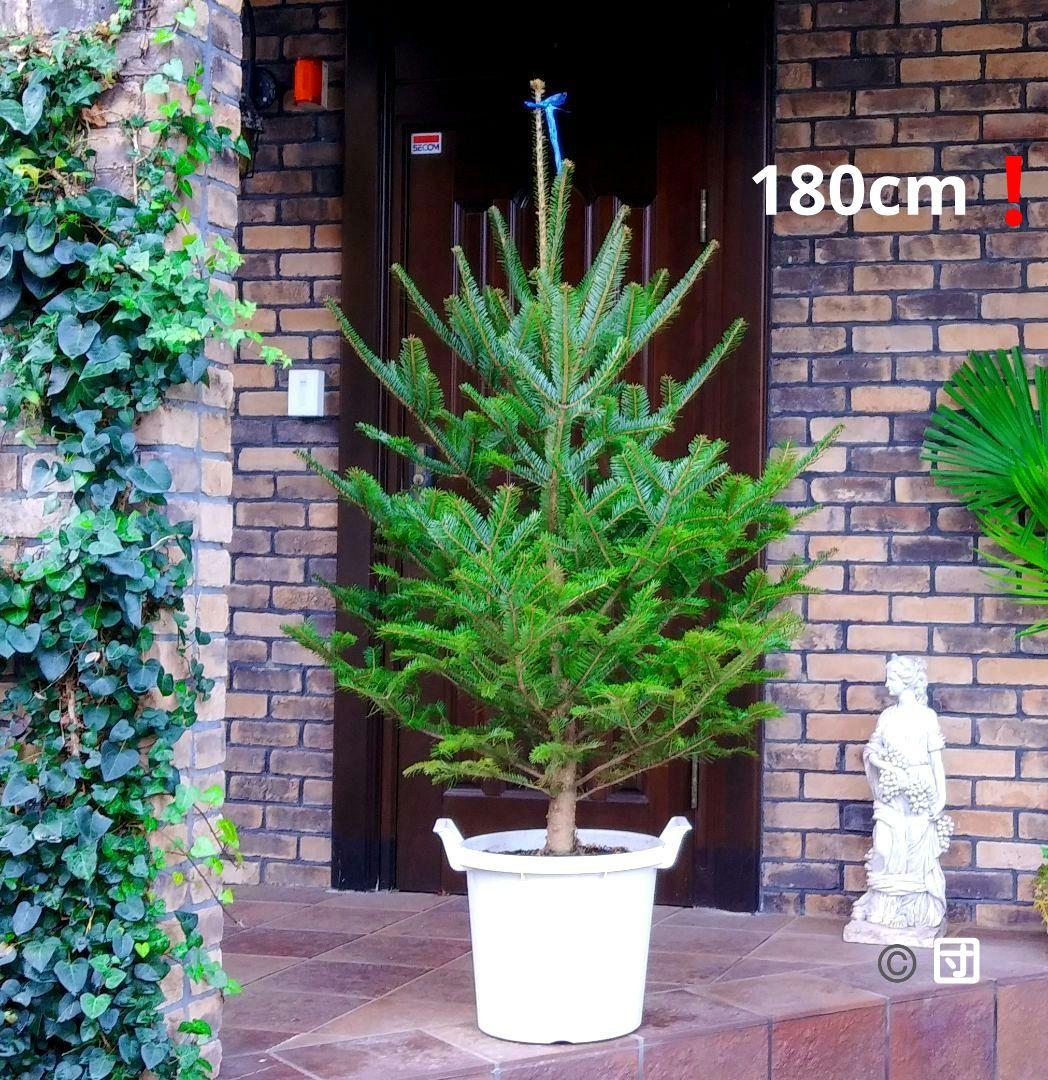 もみの木 モミの木 苗木 大型180cm❗整った樹形❗ 極太 クリスマスツリー