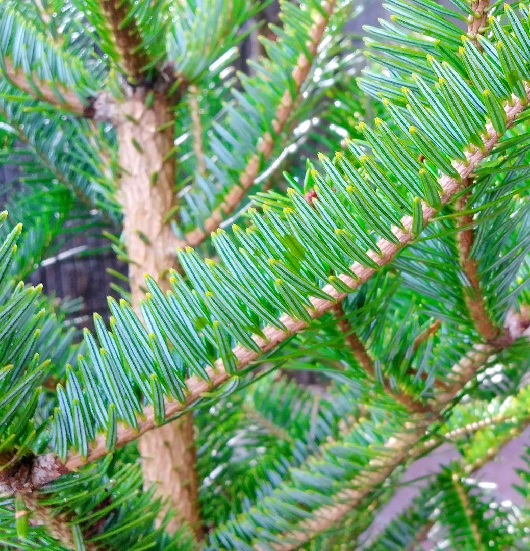 もみの木 モミの木 苗木 大型180cm❗整った樹形❗ 極太 クリスマスツリー