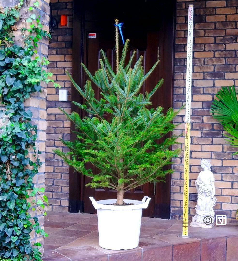 もみの木 モミの木 苗木 大型180cm❗整った樹形❗ 極太 クリスマスツリー