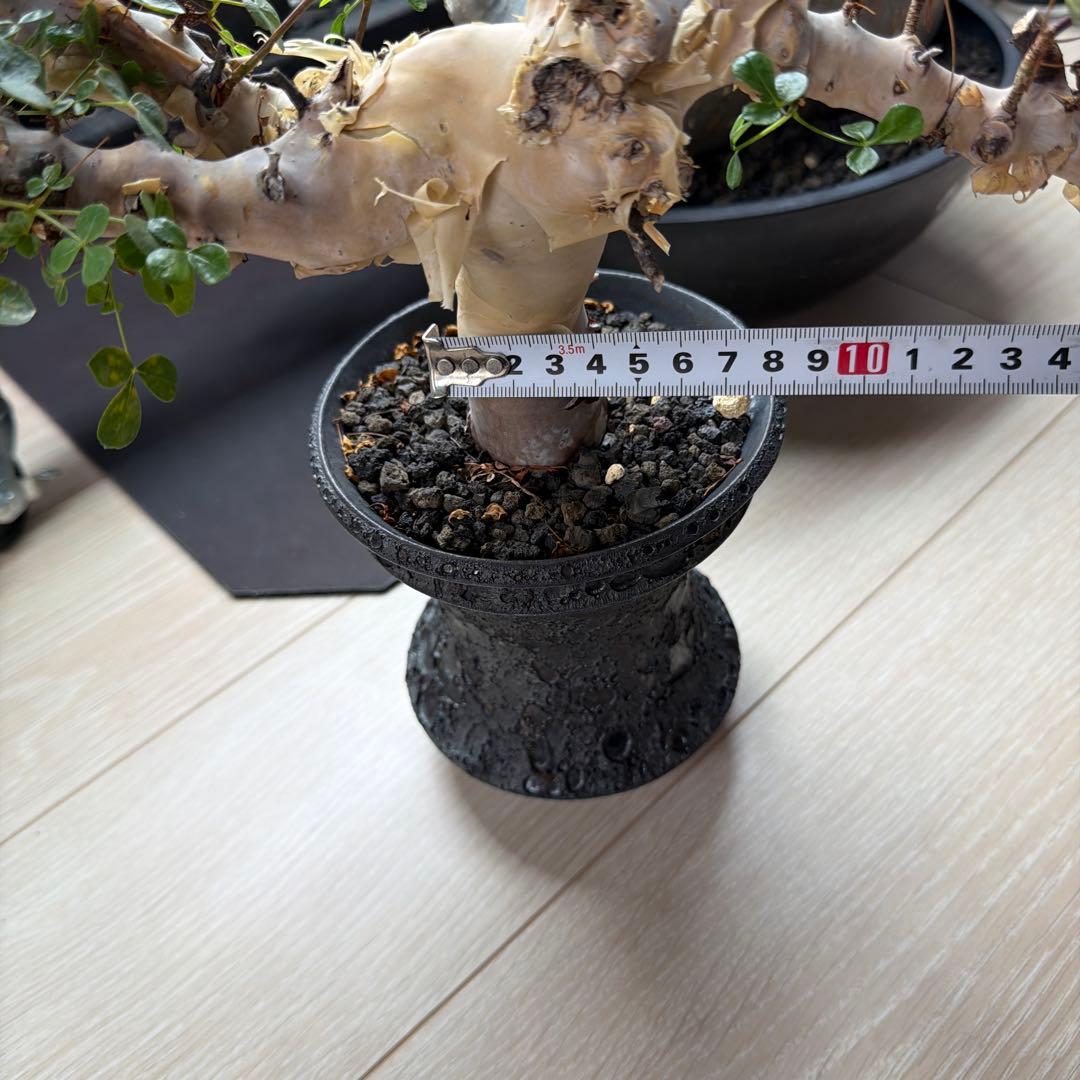 ［ブラックフライデー］コミフォラ ピュアカタフ カタチ製作所