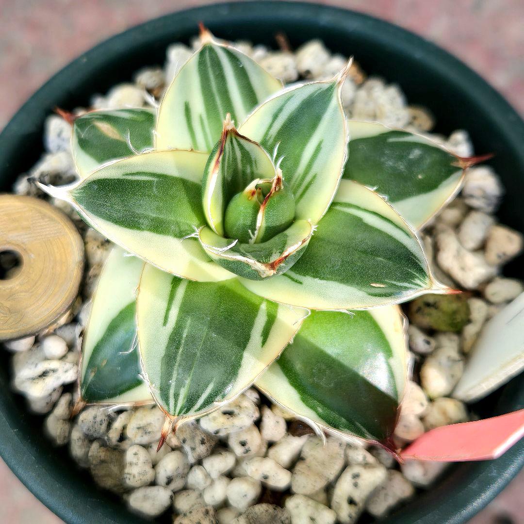 ✨アガベ・ピンキー・Agave filifera 'Pinky'✨