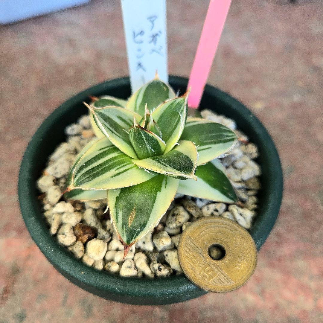 ✨アガベ・ピンキー・Agave filifera 'Pinky'✨