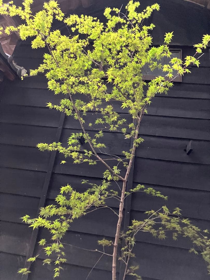 山採り　イロハモミジ