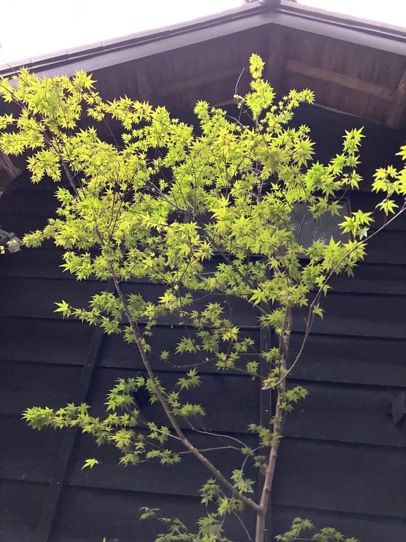 山採り　イロハモミジ