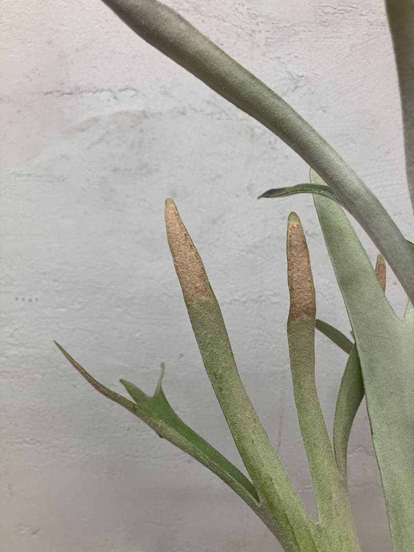 P.veitchii Auburn 親株サイズ　胞子付き
