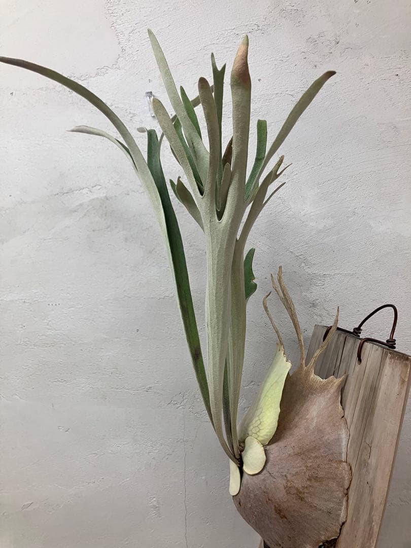 P.veitchii Auburn 親株サイズ　胞子付き