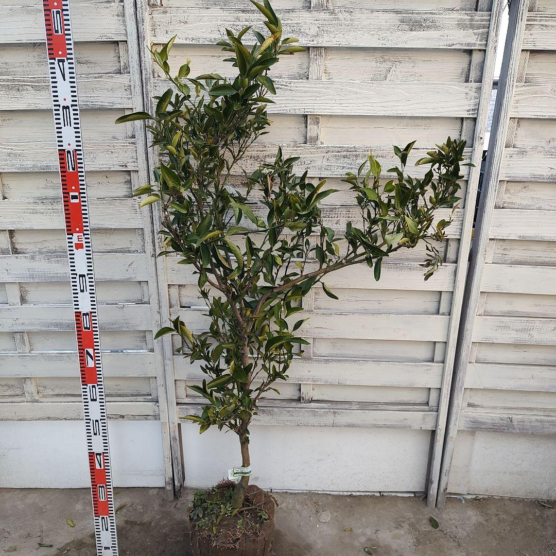 津之輝 つのかがやき 5年生 苗木 登録品種 結実実績あり！