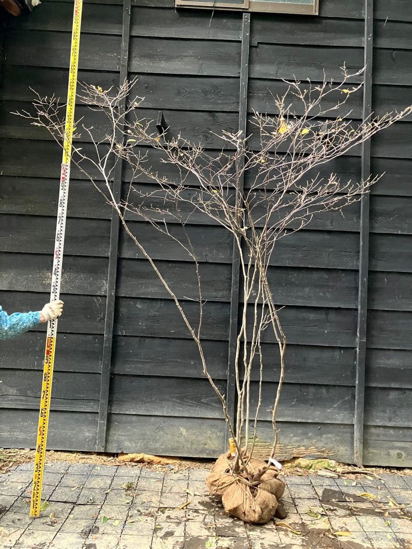 85 山採り　ナツハゼ