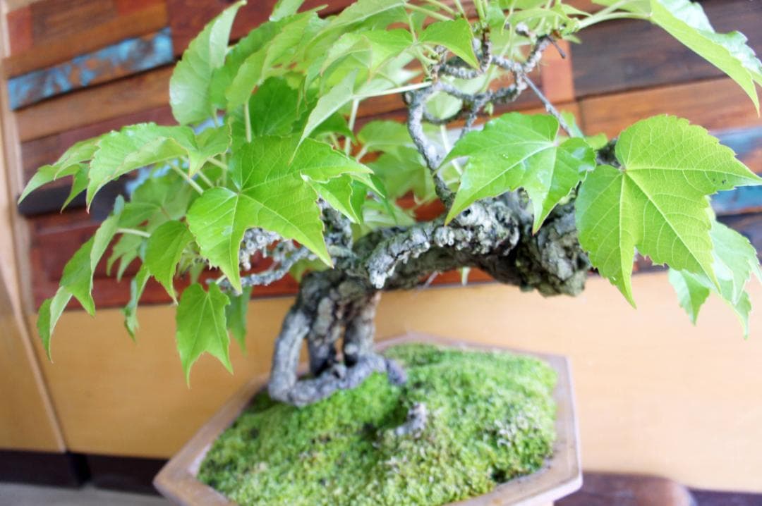 盆栽 『蔦(ツタ)』 インテリア 観葉植物 ガーデニング 園芸 アート b188