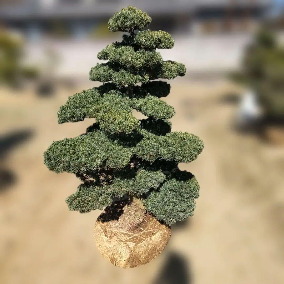 八房 五葉松 樹高140cm ◆ 引き取り限定価格❗️