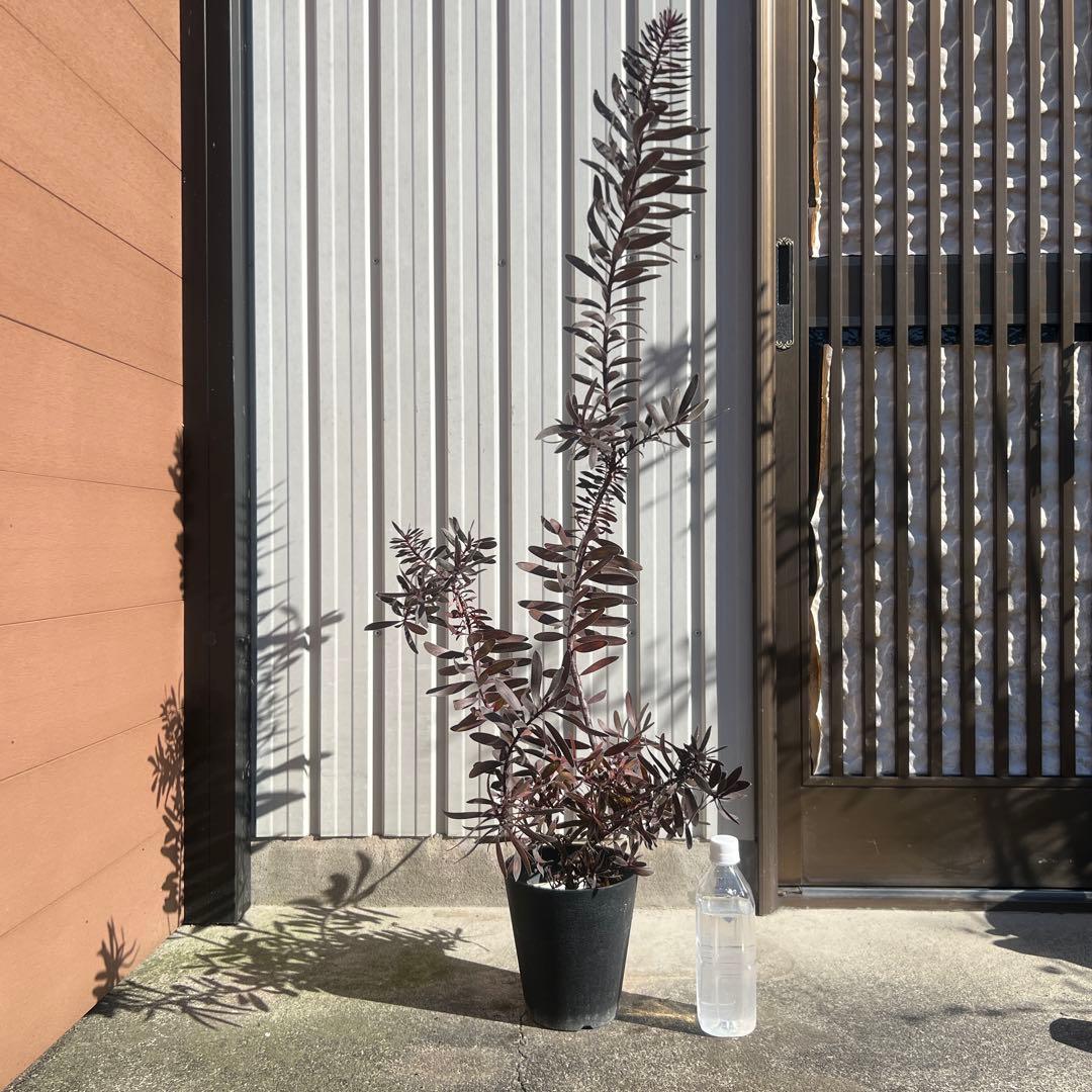 ☆人気品種/リューカデンドロン・デュリフ①/ネイティブ・プランツ☆