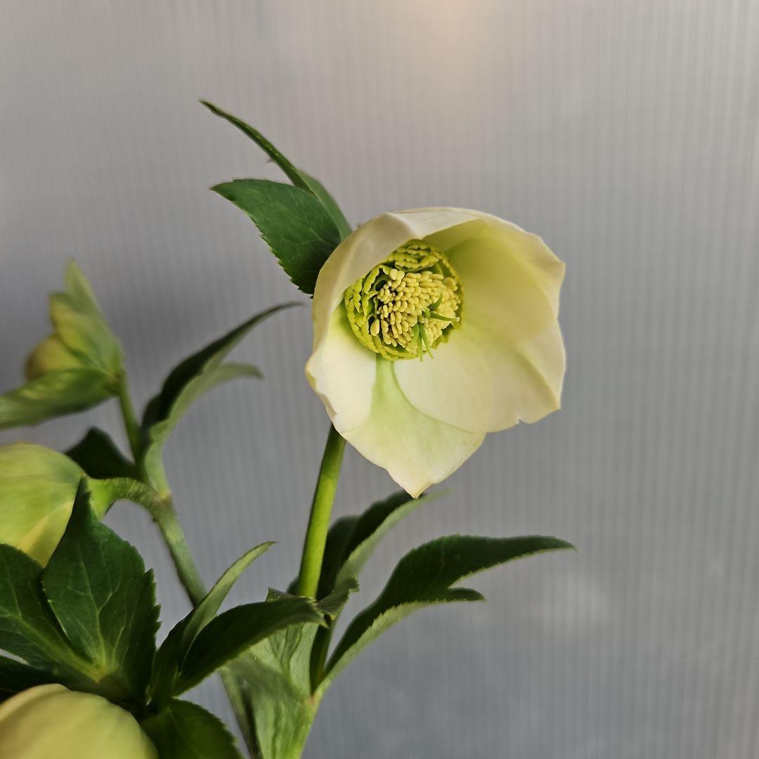 謙信様ご購入苗㉖-116㉖-122クリスマスローズ