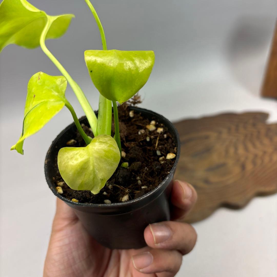 S*u様 Full Variegation / モンステラ レモンライム lsw