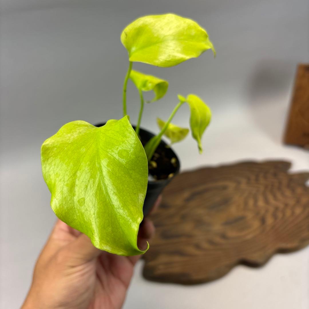 S*u様 Full Variegation / モンステラ レモンライム lsw