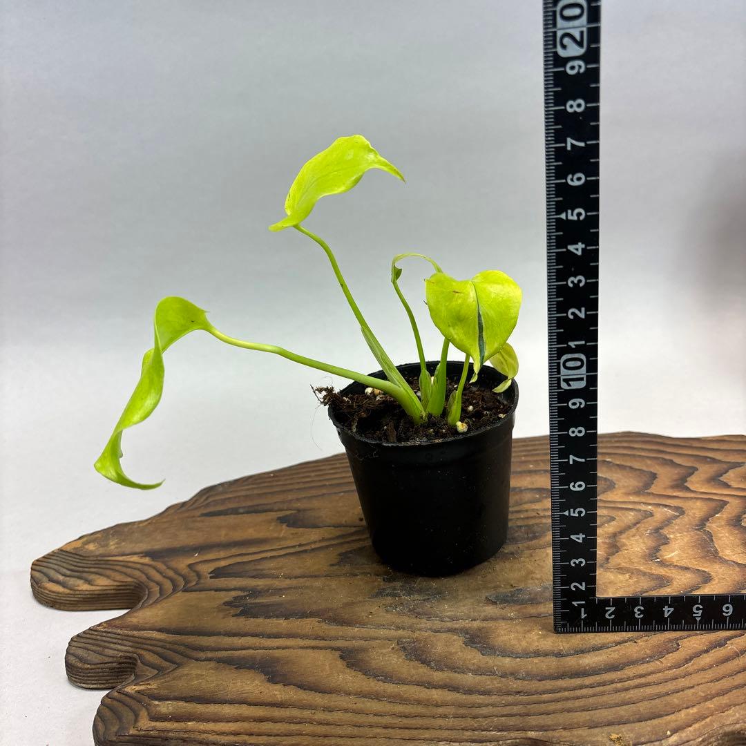S*u様 Full Variegation / モンステラ レモンライム lsw