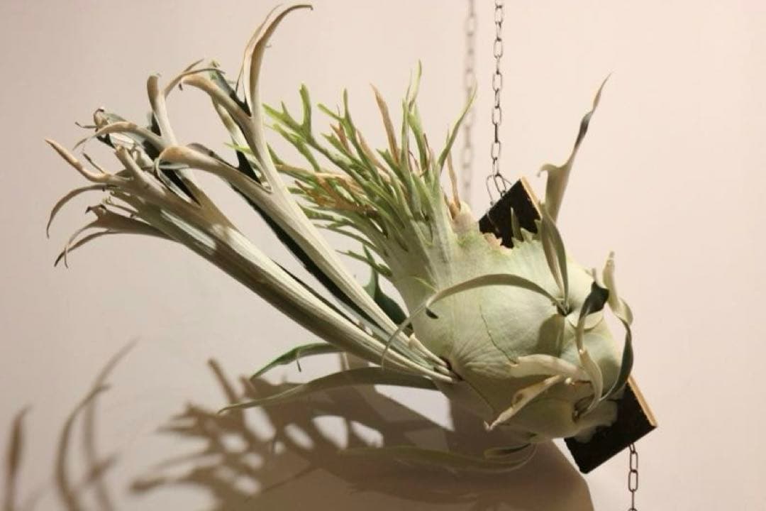 P.veitchii 'Auburn ' 子株販売　ビカクシダ