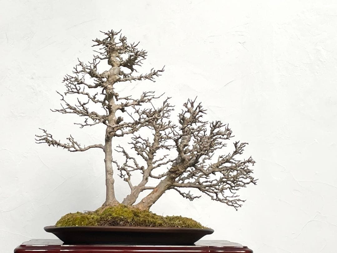 三河盆栽　カエデ　盆栽