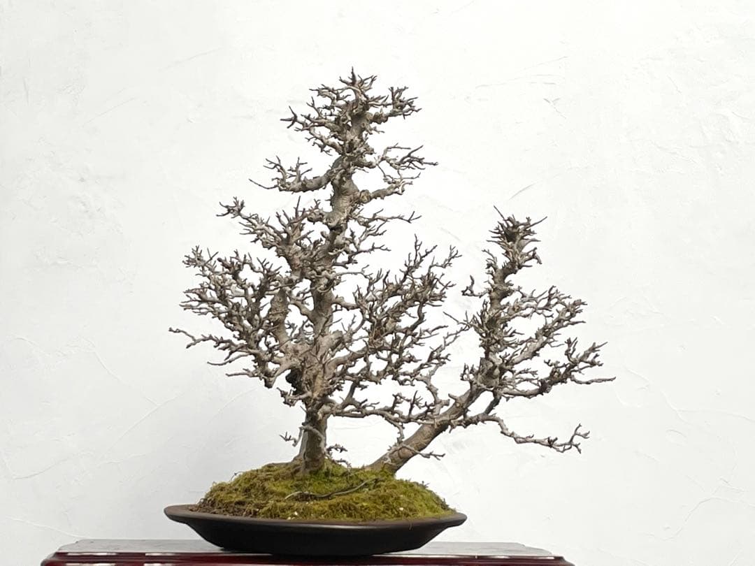 三河盆栽　カエデ　盆栽