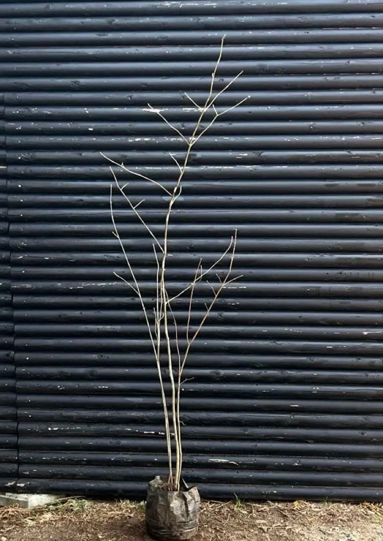 山採り天然　アオダモ　山紅葉混合株　13