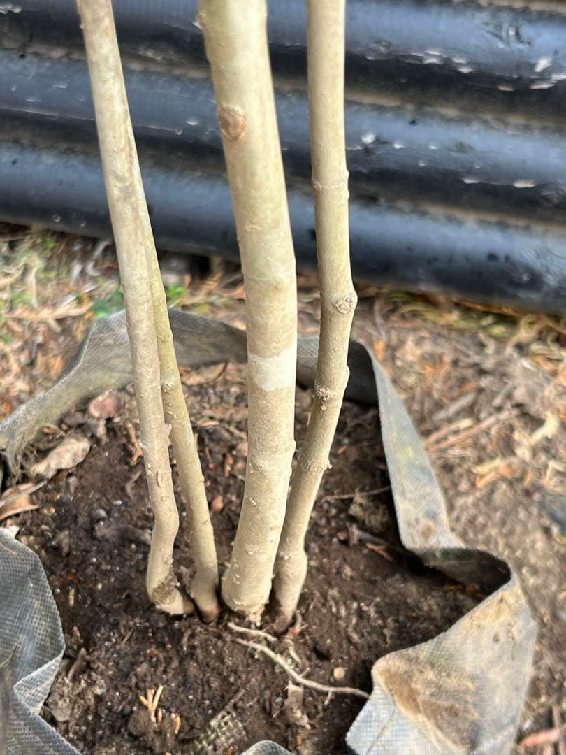 山採り天然　アオダモ　山紅葉混合株　13