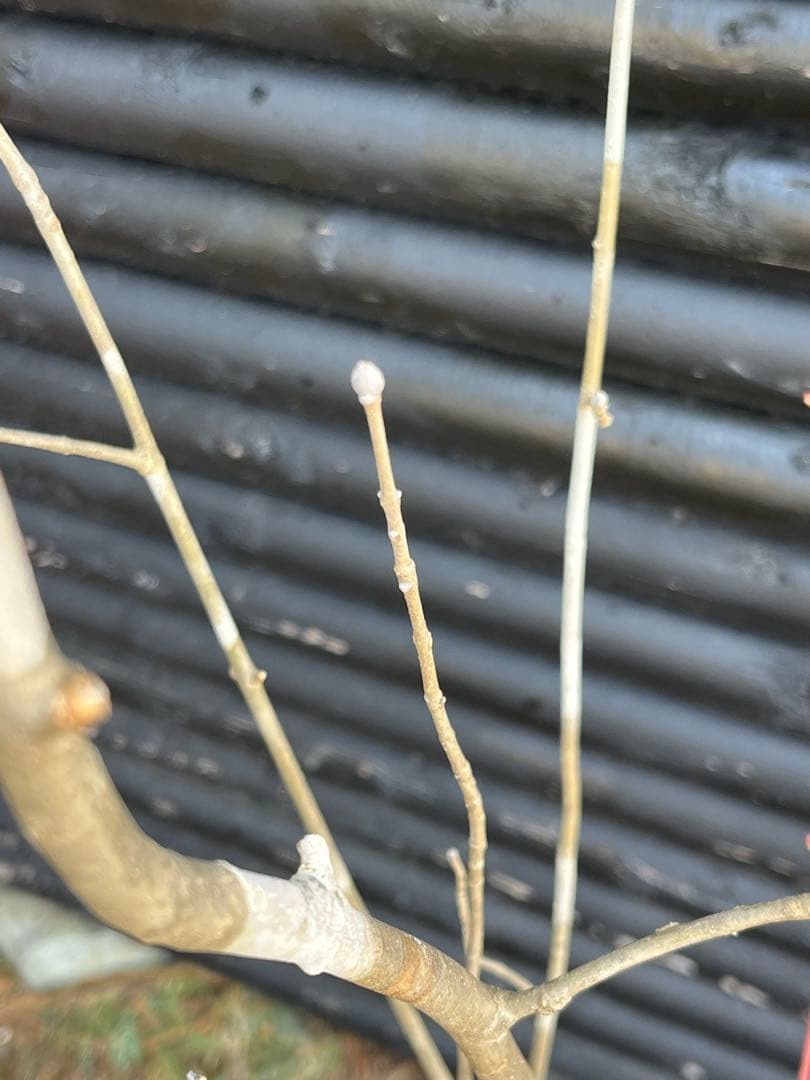 山採り天然　アオダモ　山紅葉混合株　13