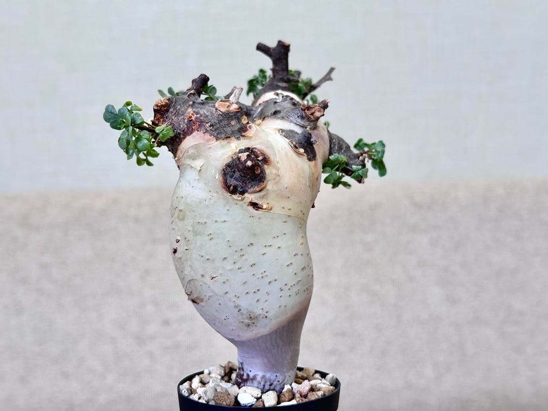 コミフォラ ピュアカタフ ソマリア産 コレクション ぷっくり