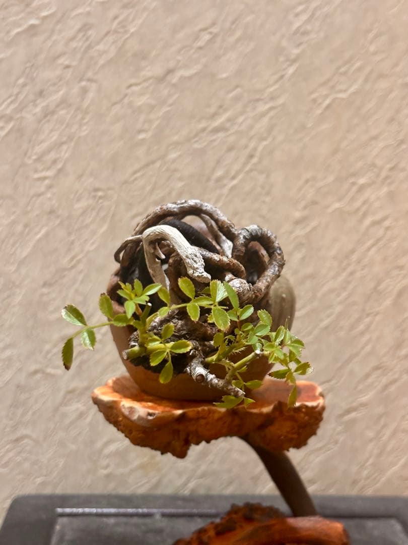 上下5㎝　根上がり　神入り　野薔薇　雅　ミニバラ　小品盆栽　真柏　黒松　紅葉　楓