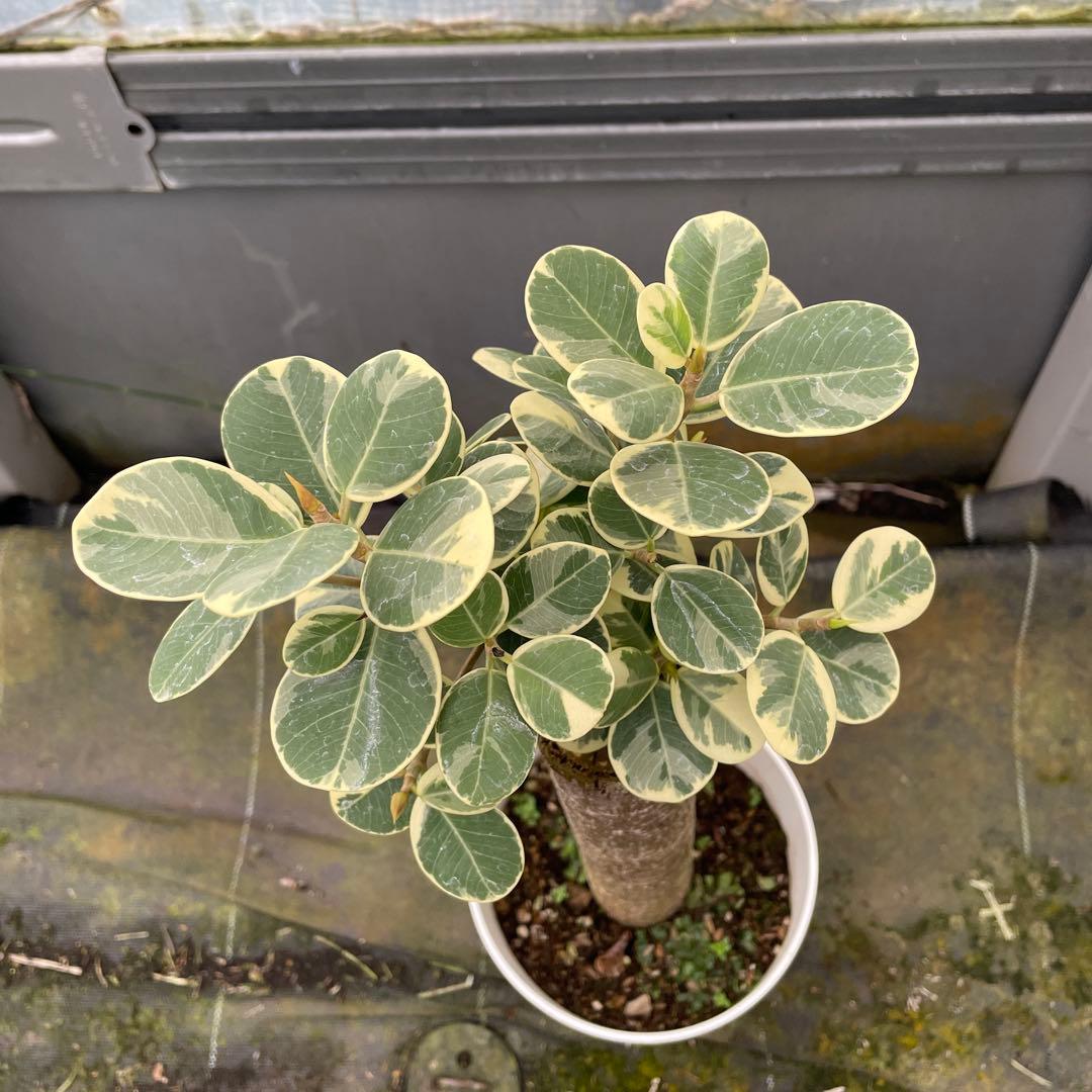 パンダガジュマル　斑入り　接木　5号