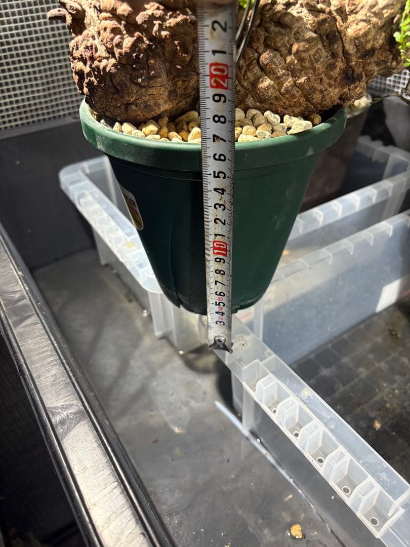 g*r様 良型 (パキプス） 中型株／発根済／塊根迫力◎／枝ぶり良好