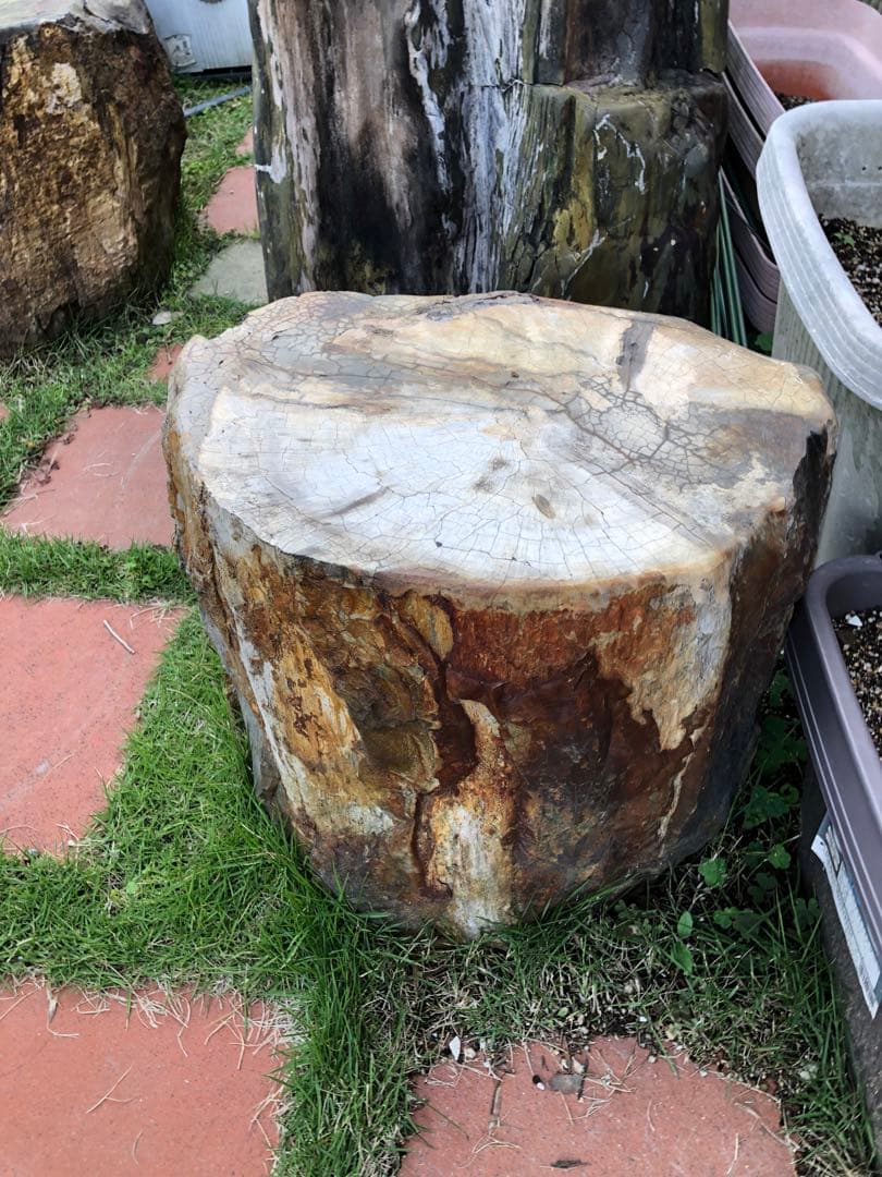 木化石、 円柱形スツールとテーブル