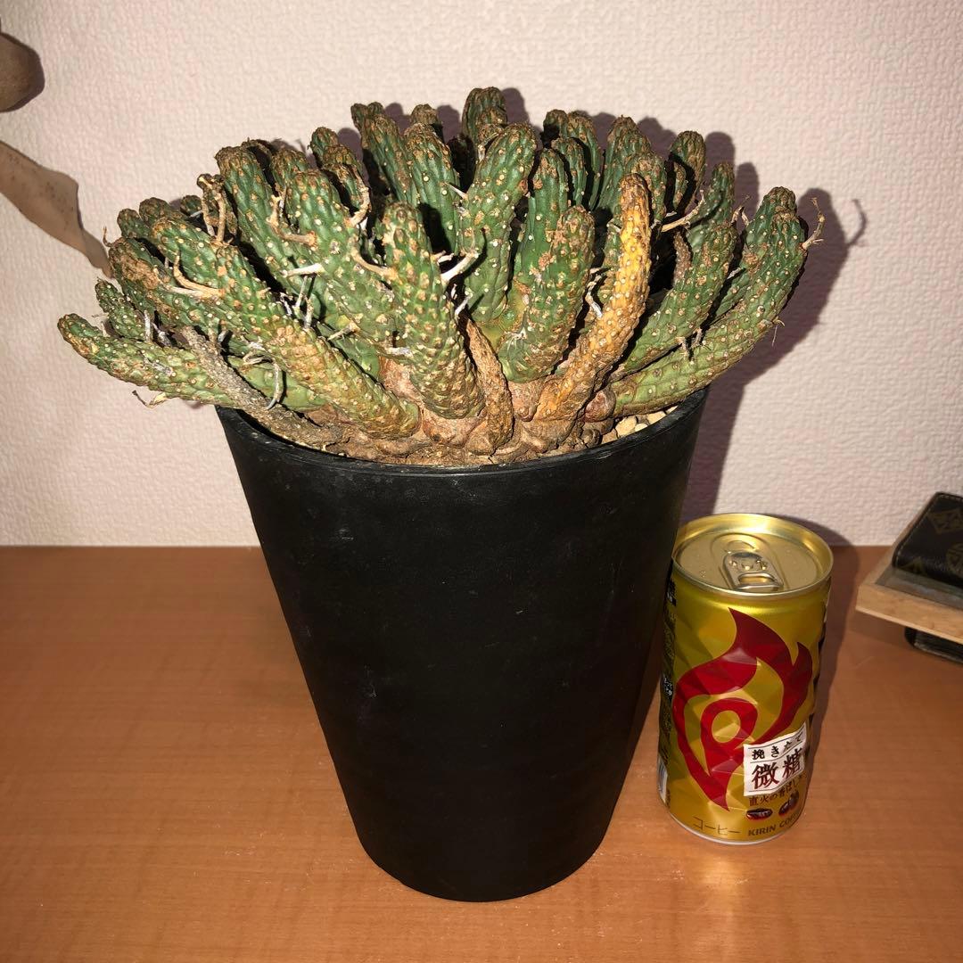 ユーフォルビア　フスカ　現地球　発根株 (鉢付き)