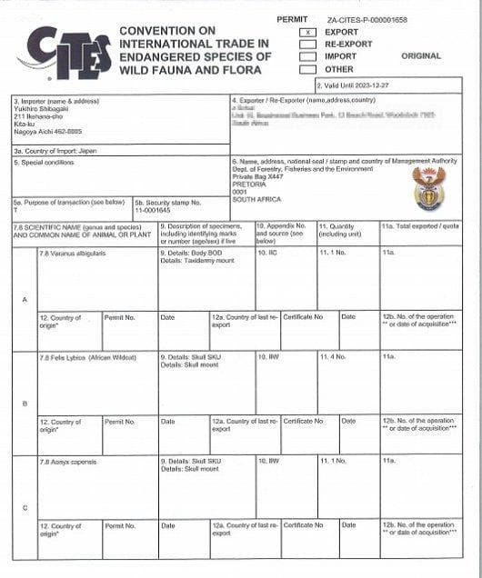 アフリカ便！高品質　ボリビアリスザル 頭骨