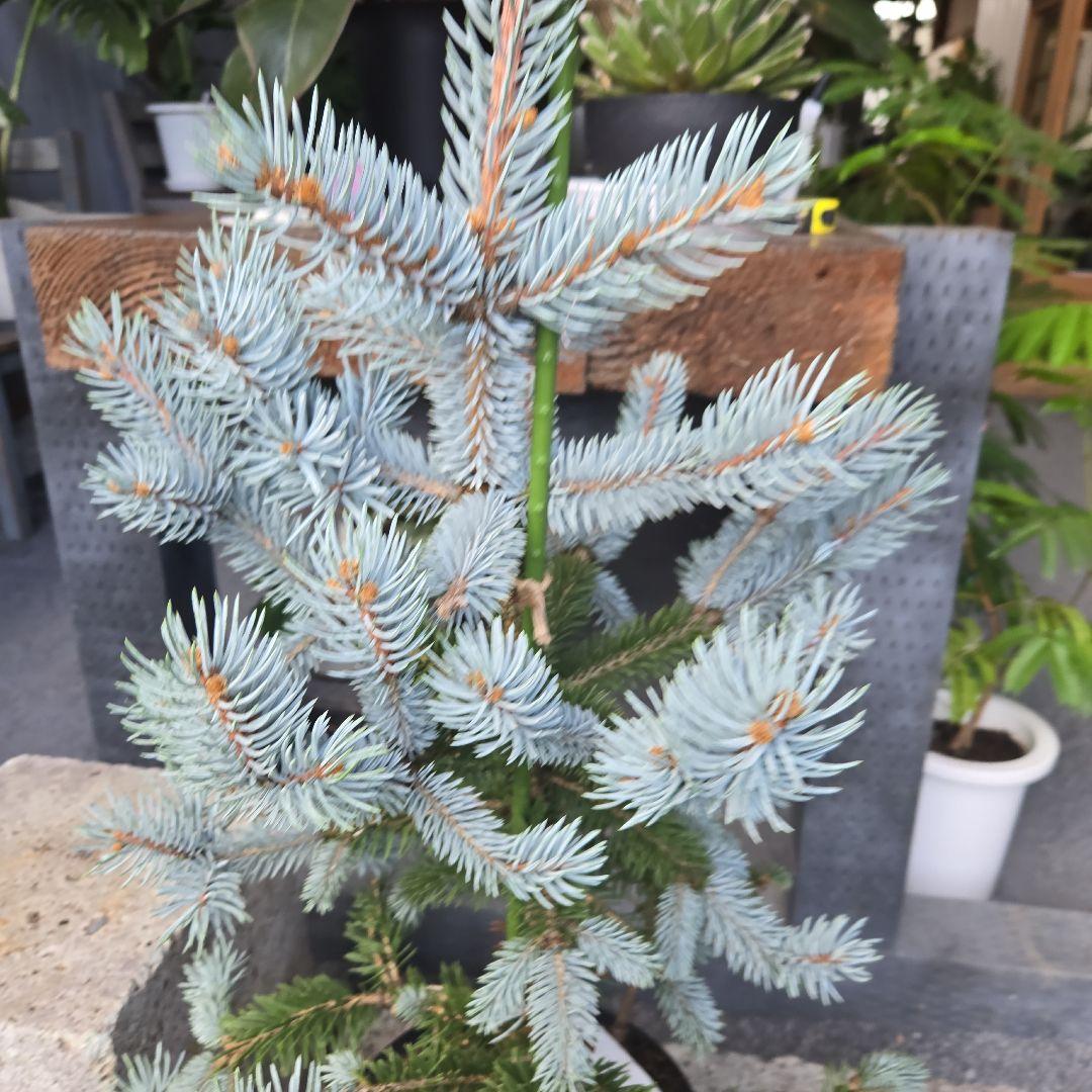 ②　プンゲンス　トウヒ　ホプシー７号　最高等級極上品‼️