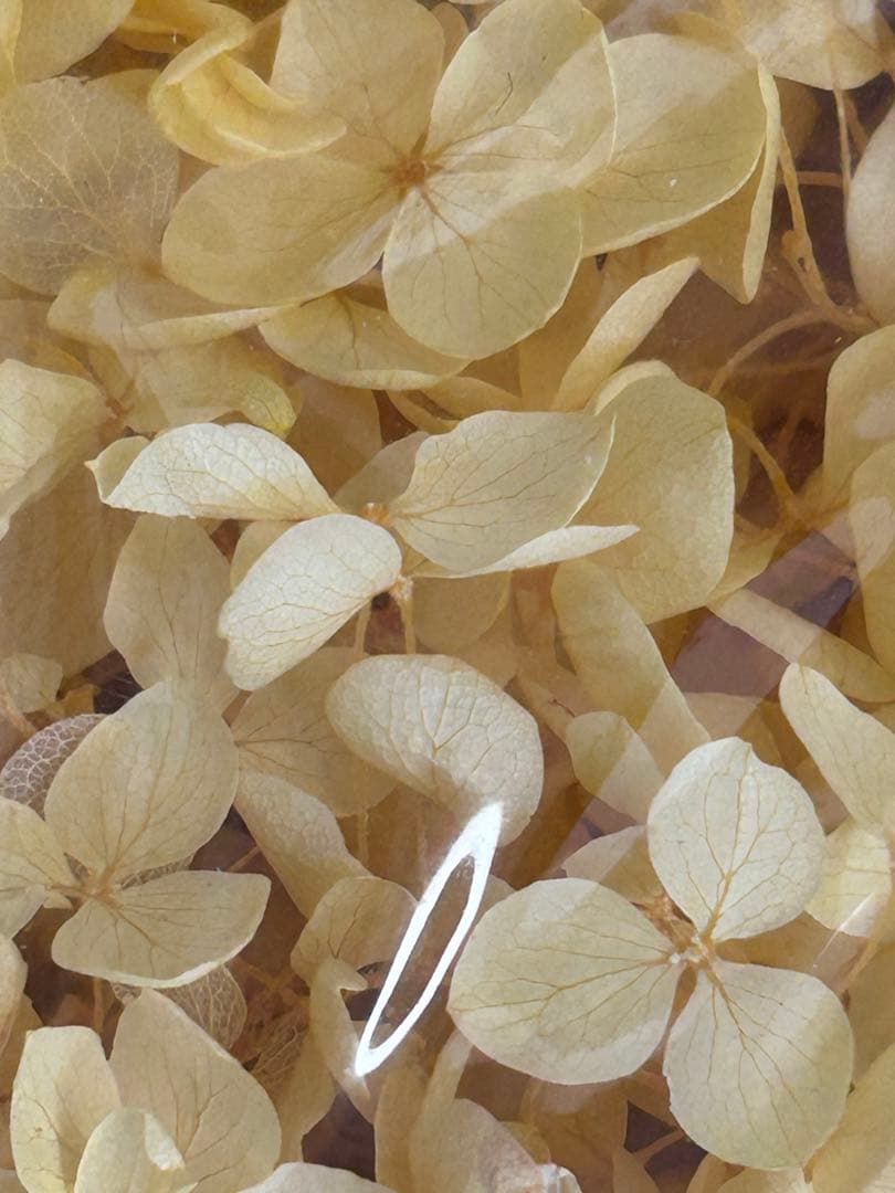 プリザーブドアジサイ大量2箱セット（緑・黄色）