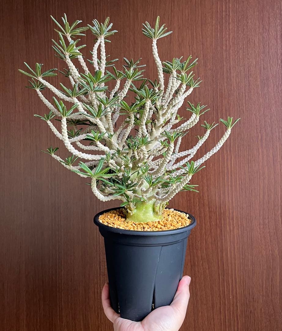 【激レア/塊根植物】ドルステニア ギガス ブラータ 鉢植え